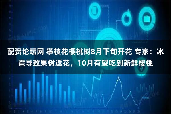 配资论坛网 攀枝花樱桃树8月下旬开花 专家：冰雹导致果树返花，10月有望吃到新鲜樱桃